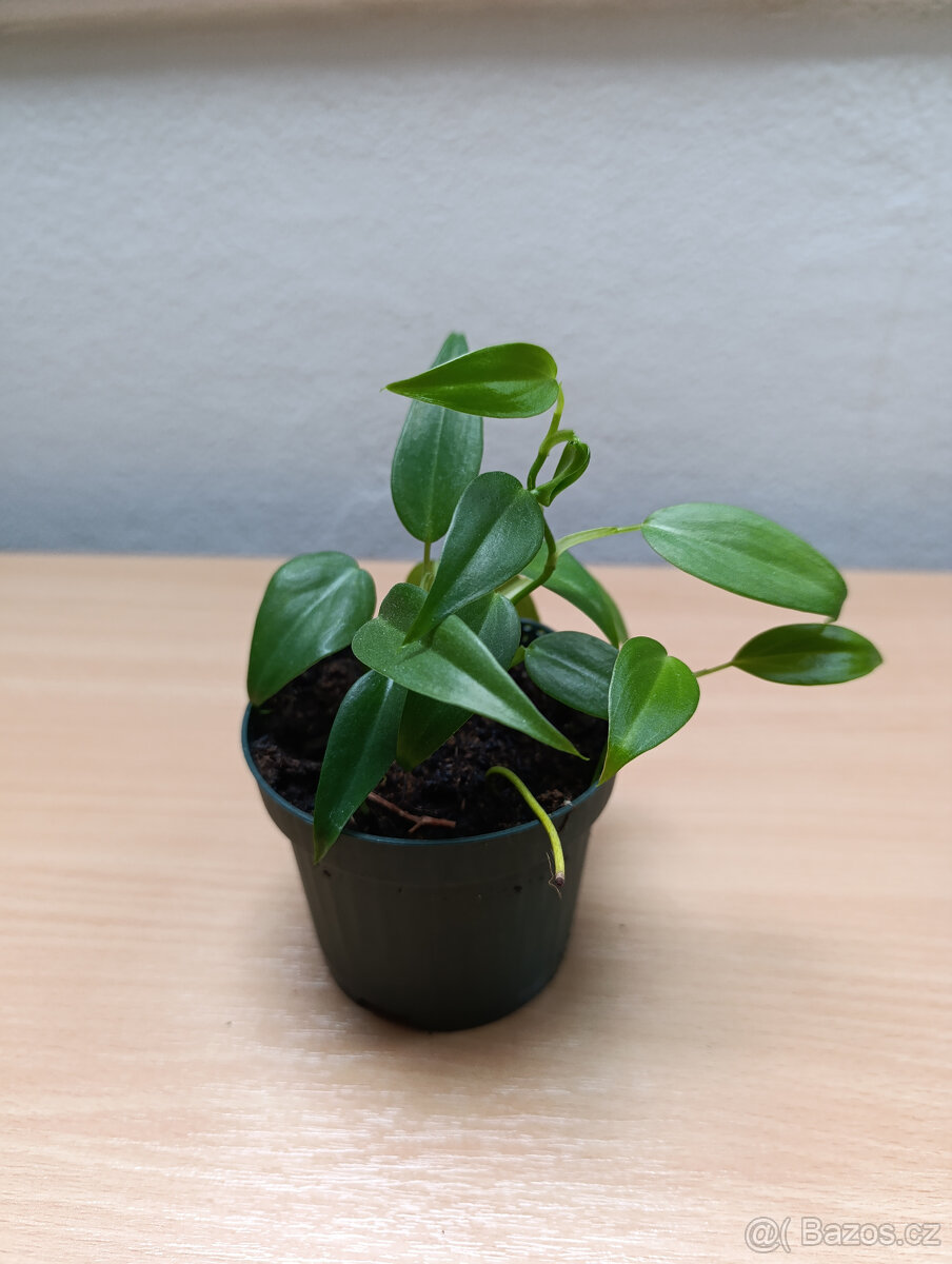 Philodendron - 2