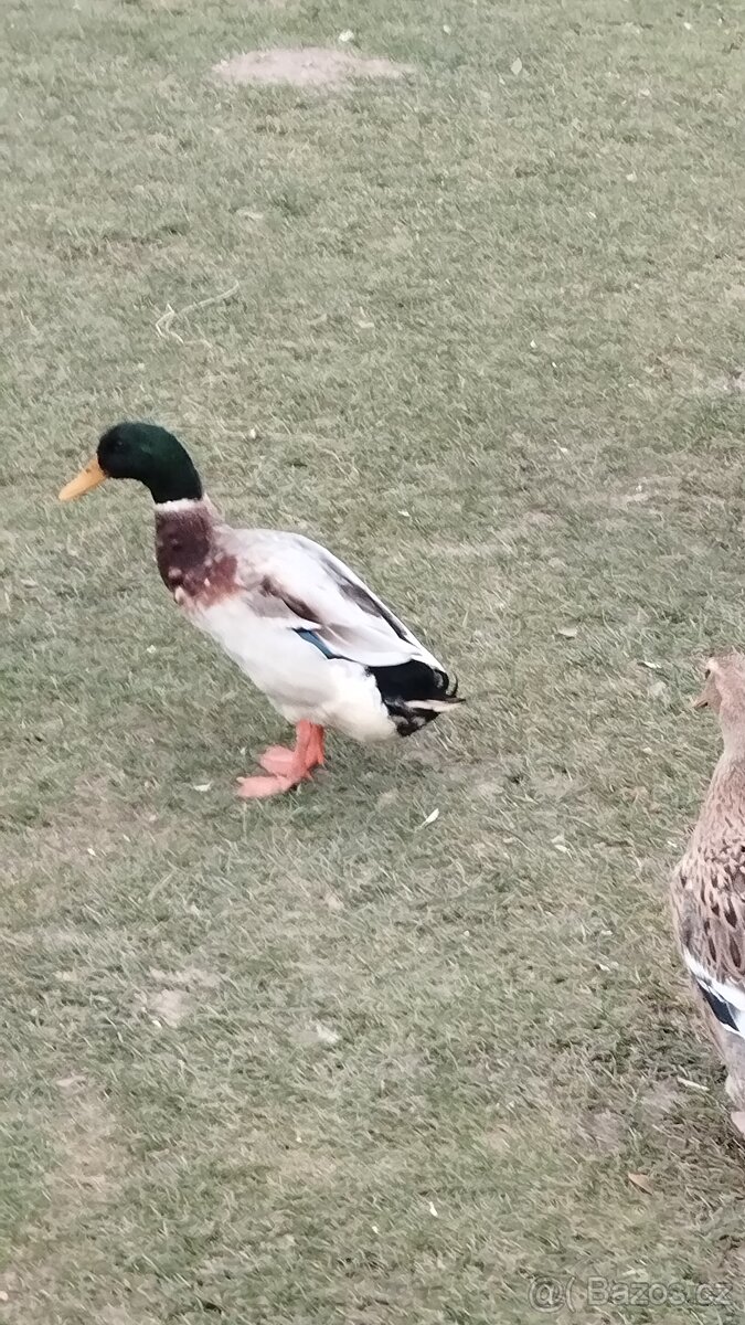 Násadová vejce kachny IB - 2