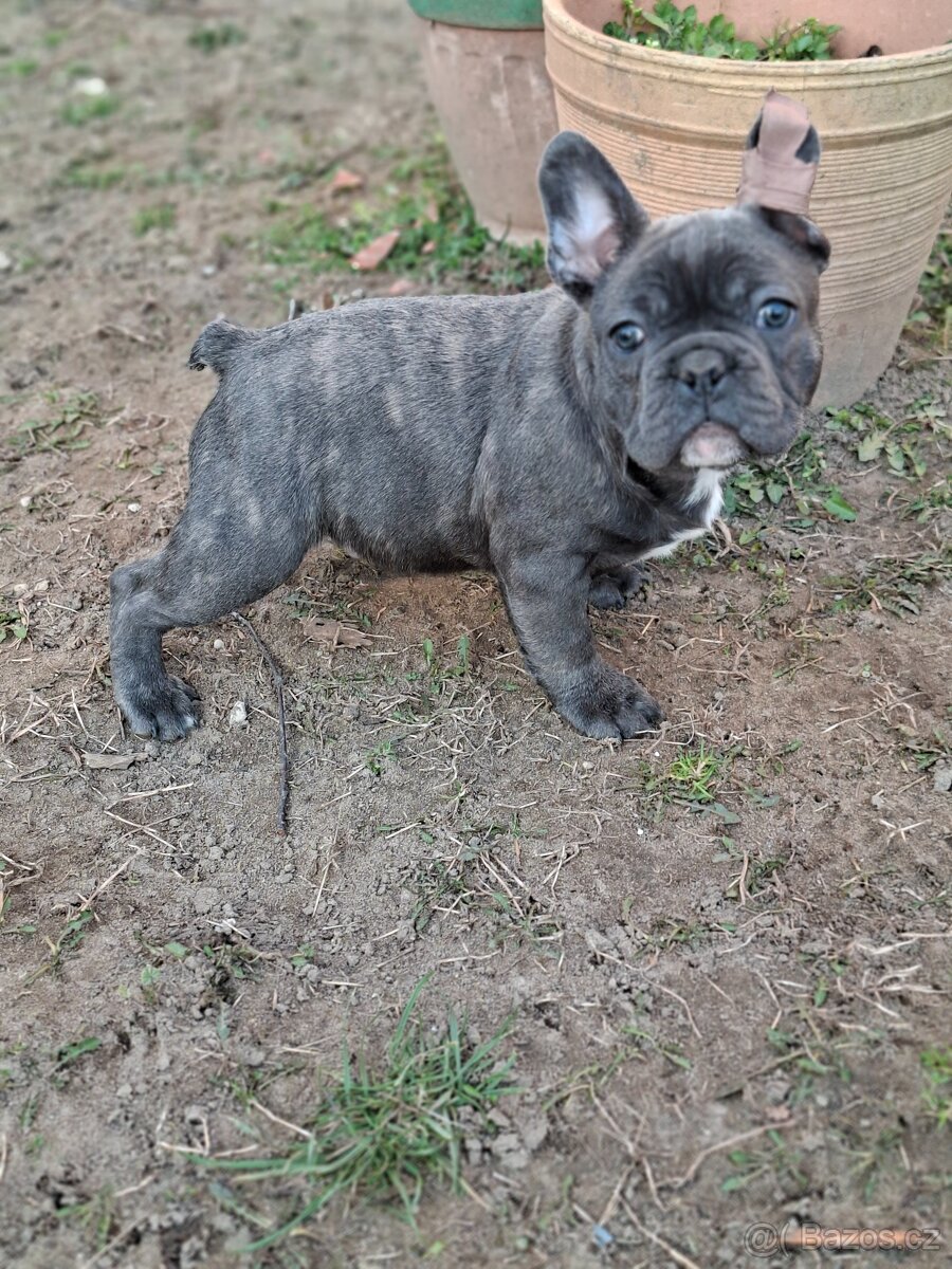 Francouzský buldoček modrý - 2