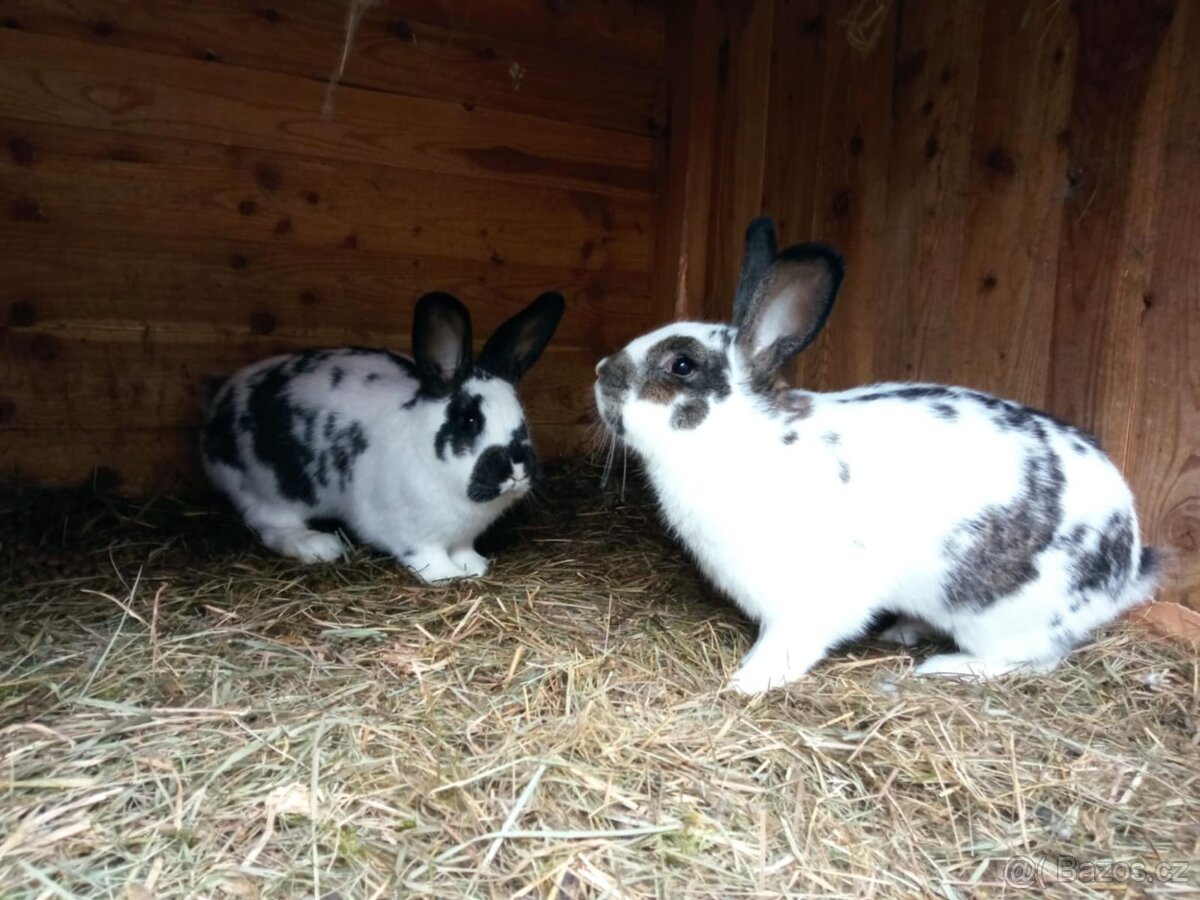 Králíci - 2