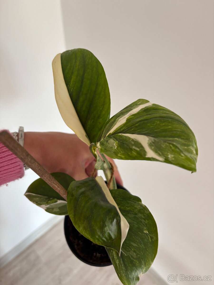Philodendron White Wizard - 2