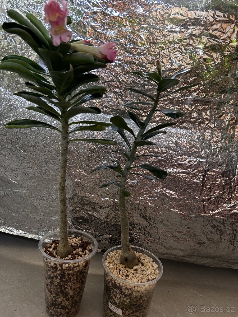 adenium sazenice - 2