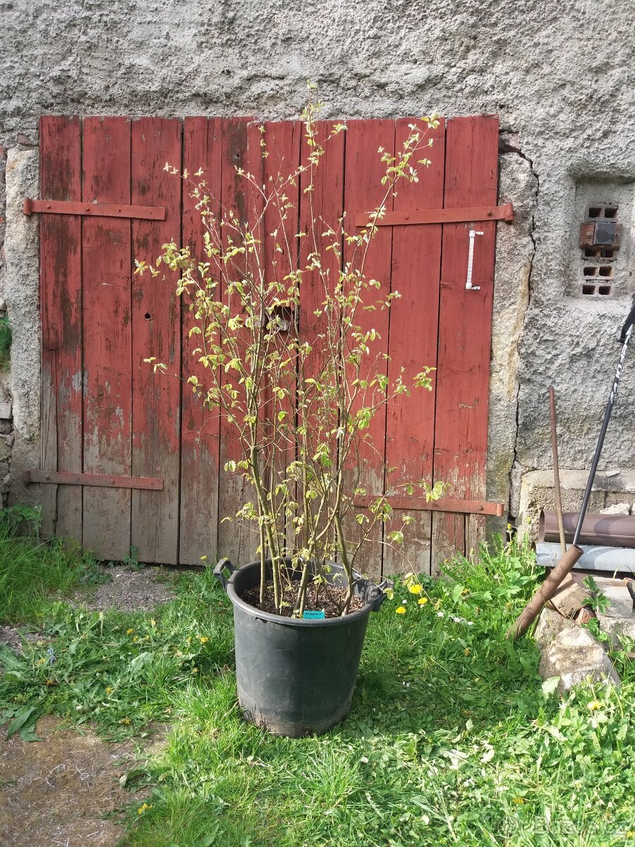 BIO - MUCHOVNÍK slava 20% 135cm + 35cm/35l květník - 2