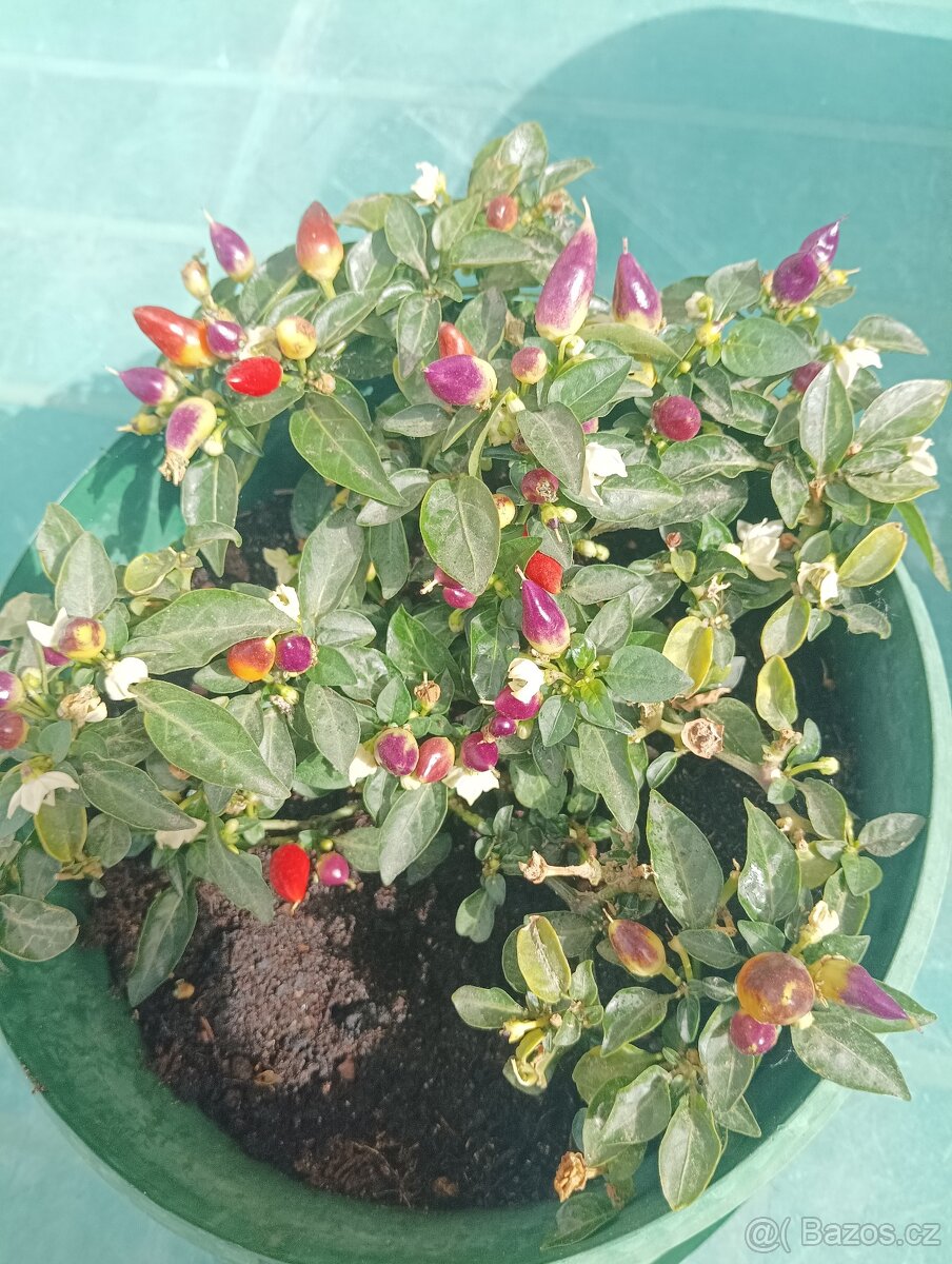 Prodám chilli papričku - 2