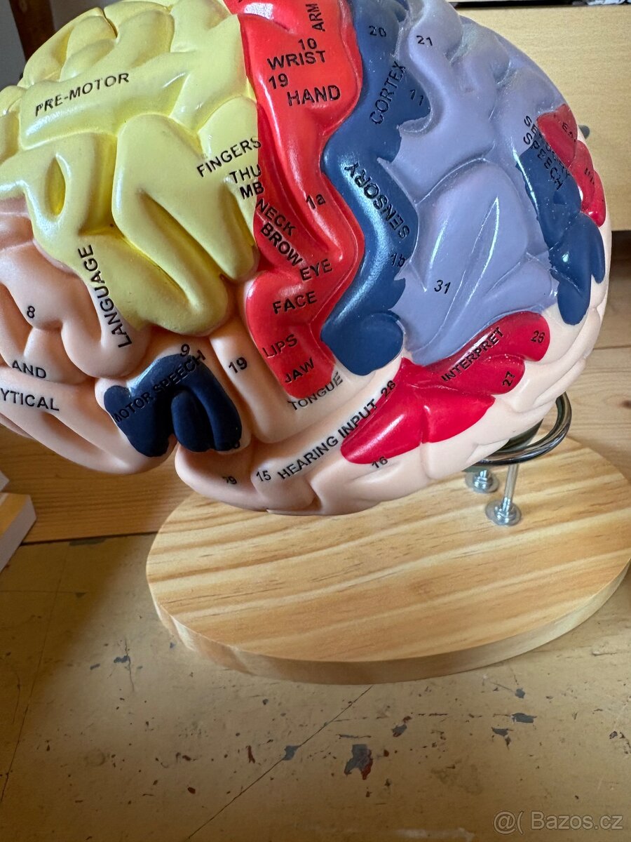 Anatomický model mozku a pitevní sada - 2