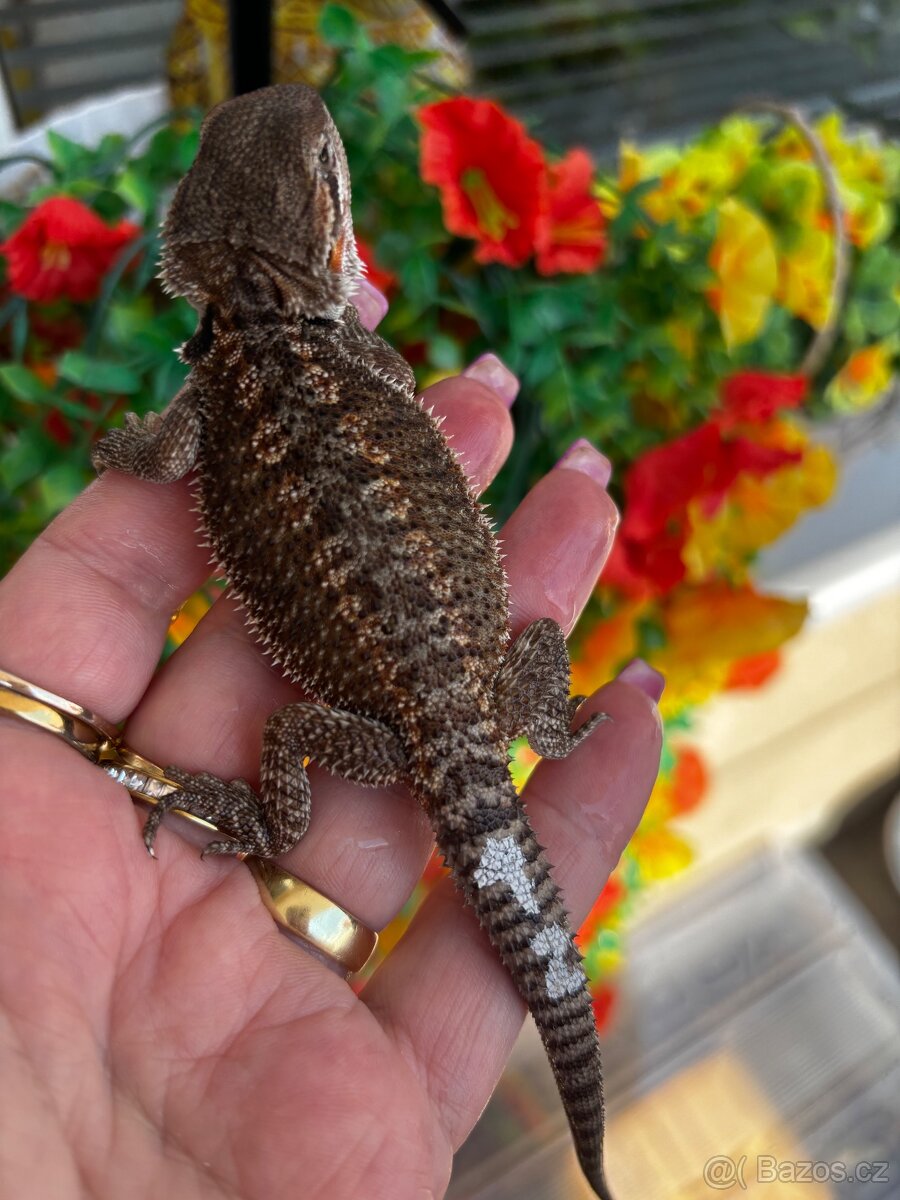 Agama vousata - samec - 2