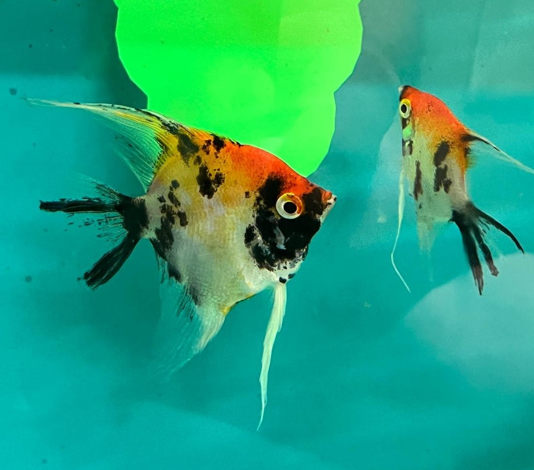 Pterophyllum scalare - 2