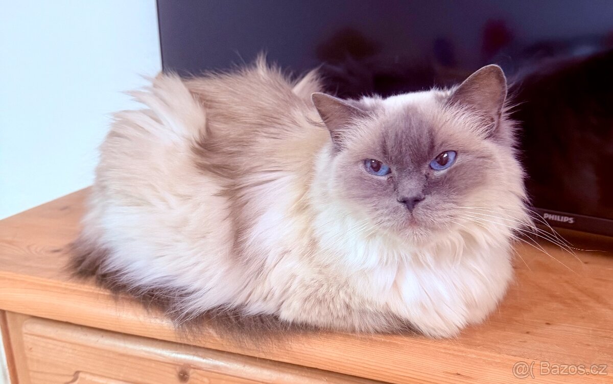 Ragdoll s PP - 2