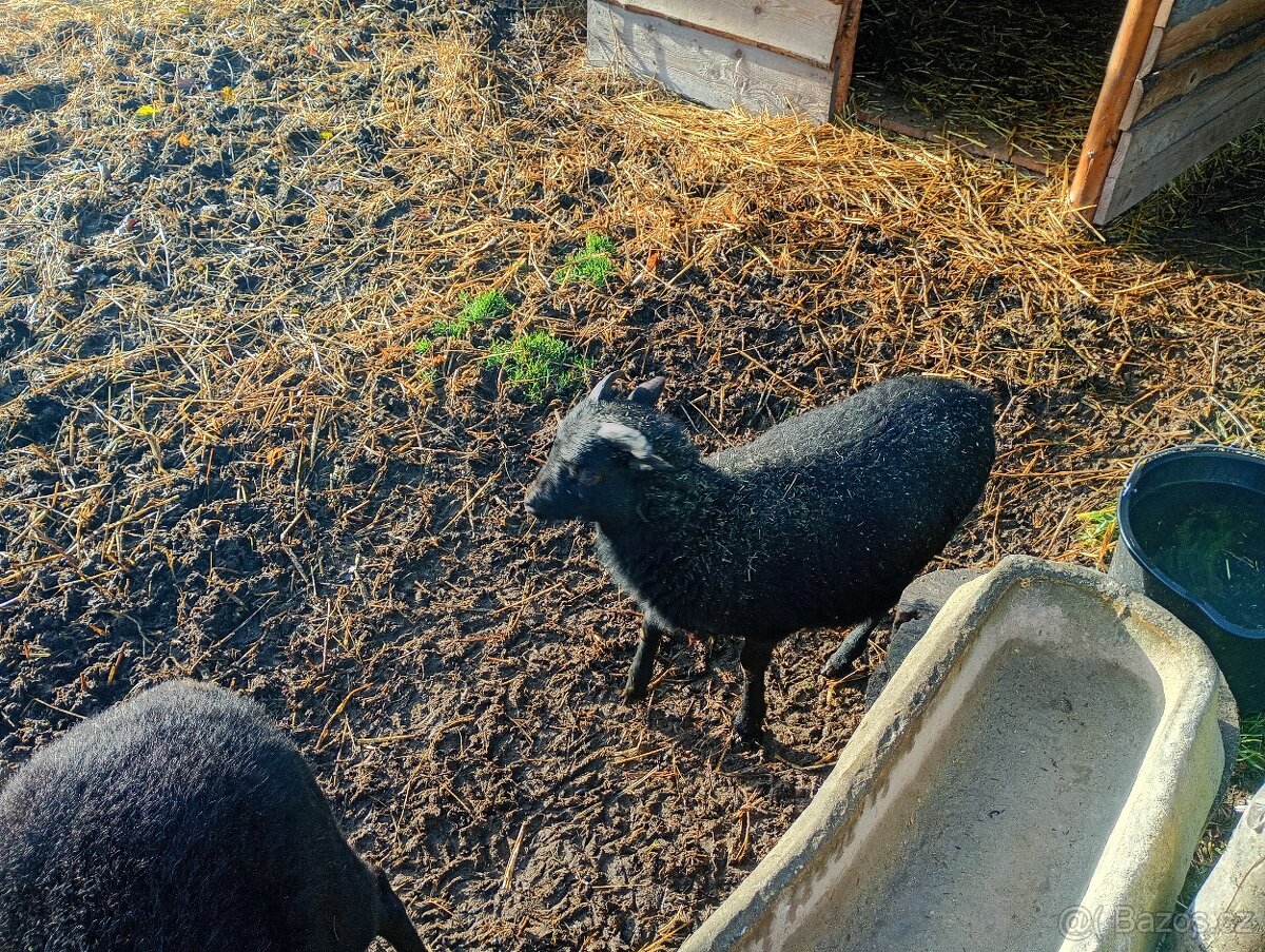 Ovce kamerunská - 2