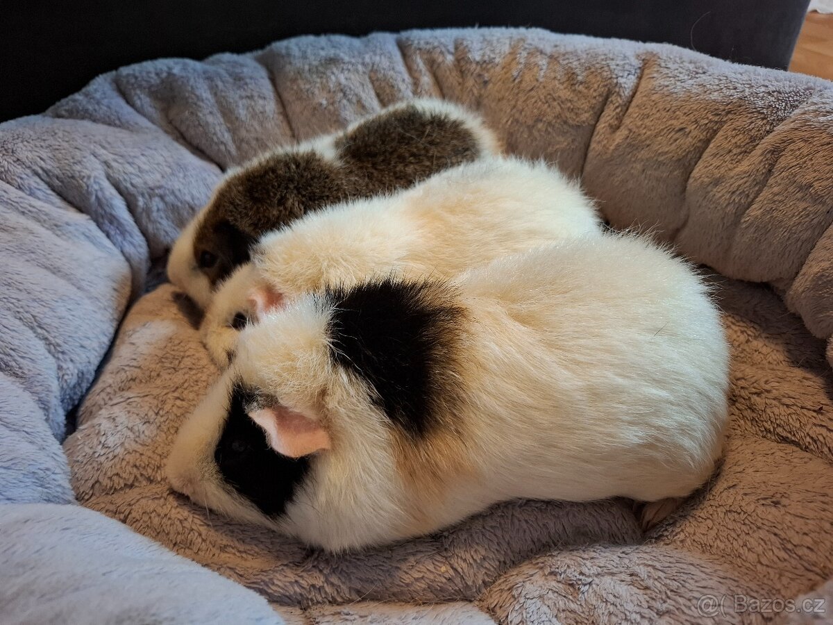 Morče - tři bráškové Zen,Bim a Puntík, US Teddy - 2