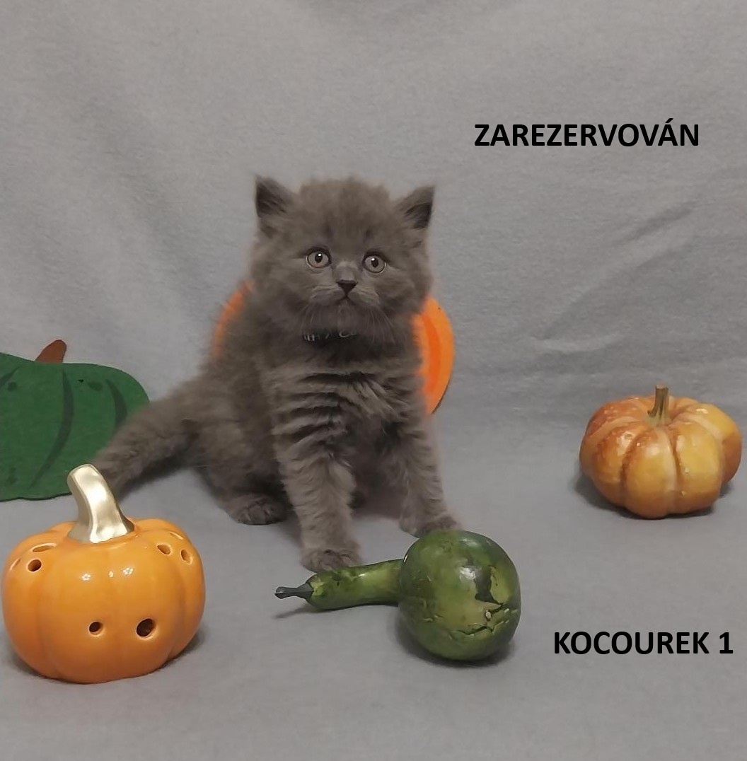 Britská koťátka britské kotě - 2