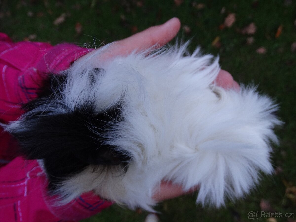 Dlouhosrsté morče, mladý sameček na mazlíka - 2