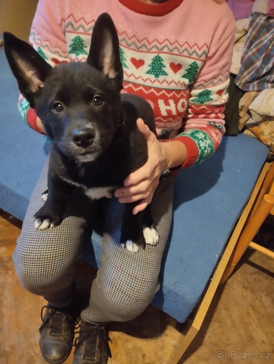 Darujeme štěňátka - 2