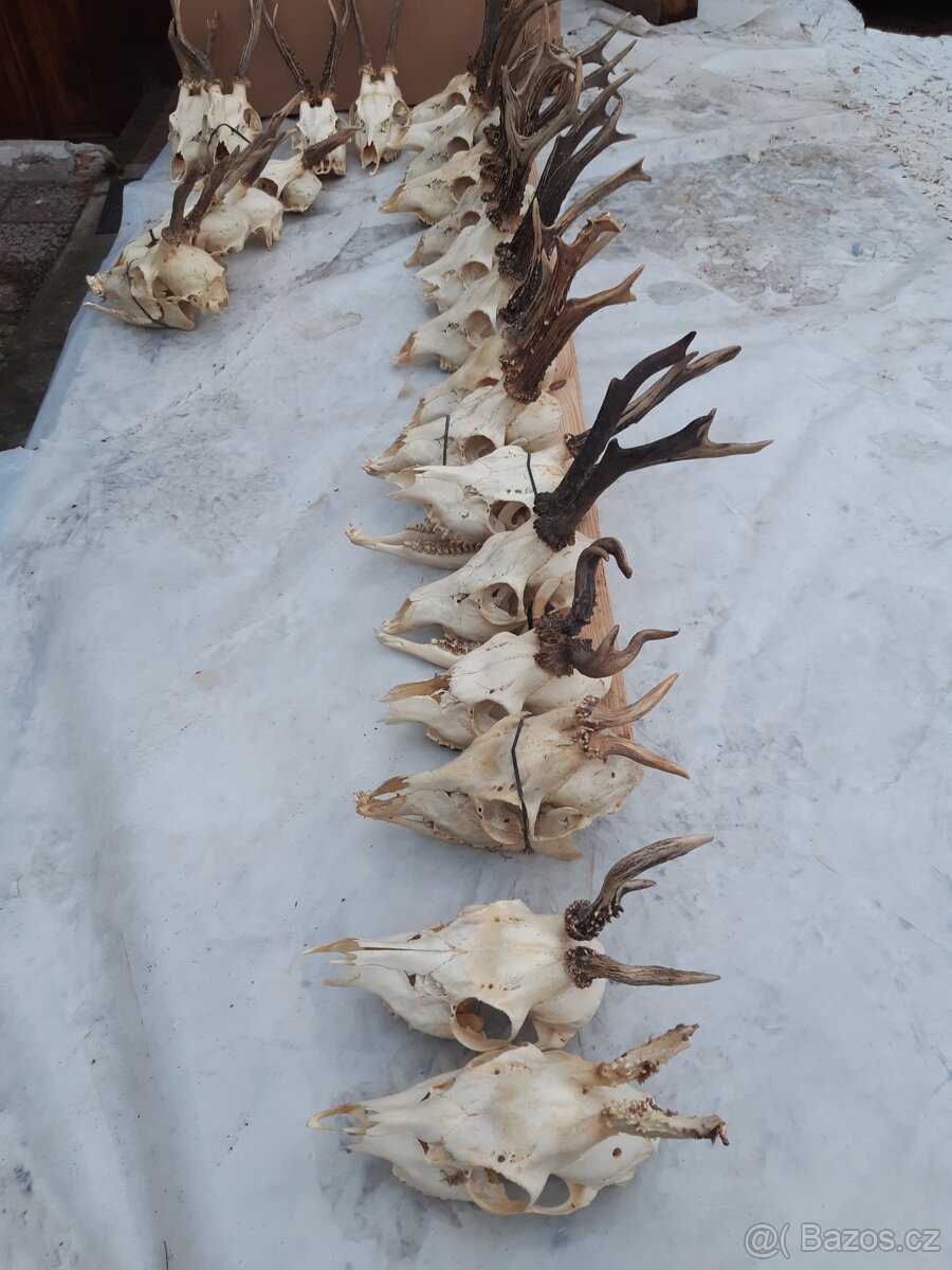 Prodám srnčí paroži - 2