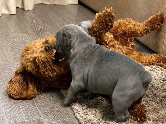 Francouzský buldoček - 2