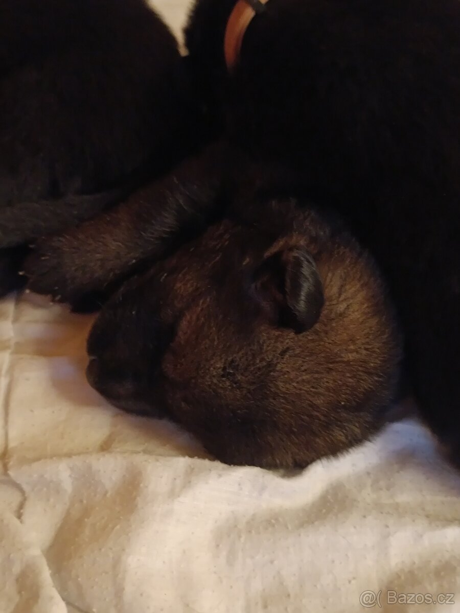 Německý ovčák štěňata - 2