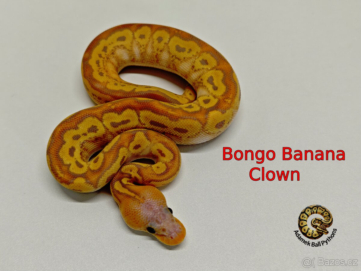 Krajta Královská - 2