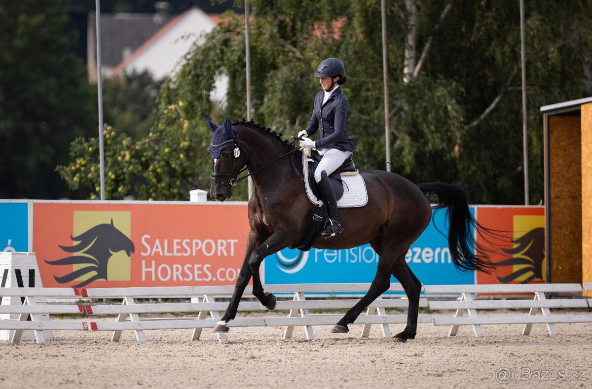 Zkušená drezurní klisna pro dítě či juniora - 2