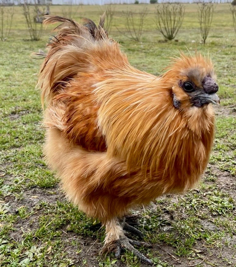 Kohout hedvábničky - 2