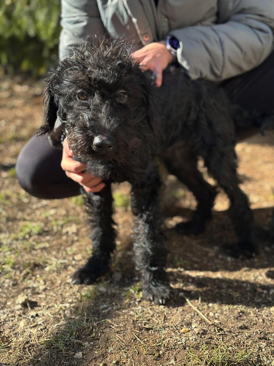 VIKTOREK - štěně, chlapeček cca 5 měsíců - 2