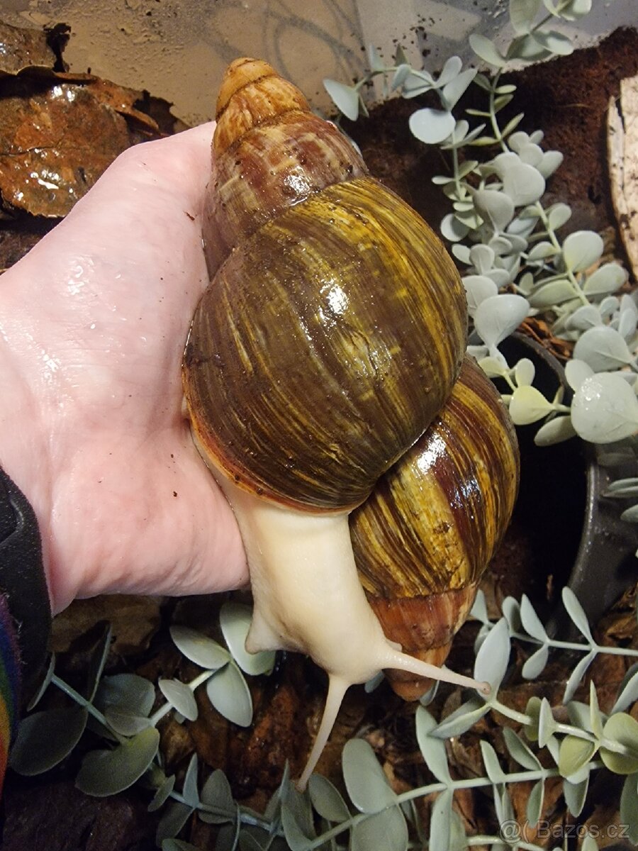 Archachatina Purpurea - 2