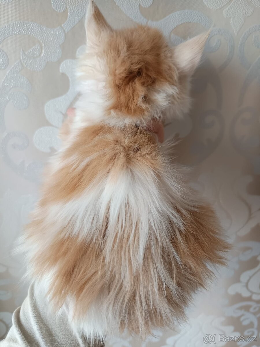 Mainská Mývalí bez PP - 2