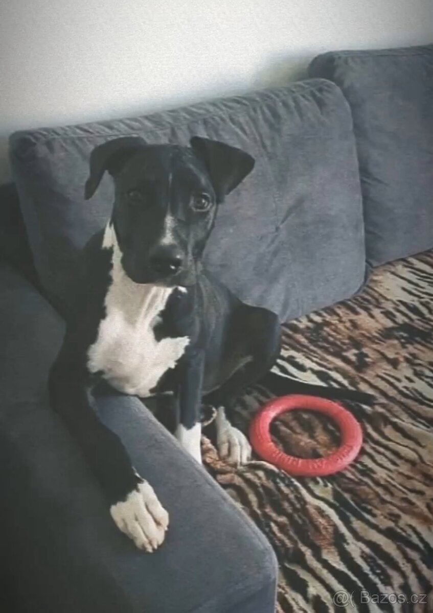 Americký stafordširský teriér - 2