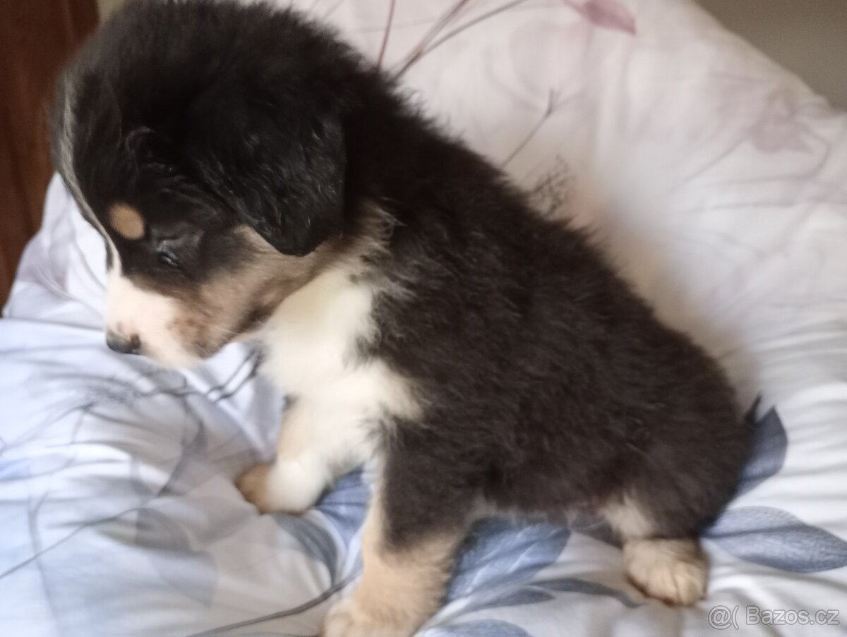 Australský ovčák bez PP fenka (neonový obojek) - 2