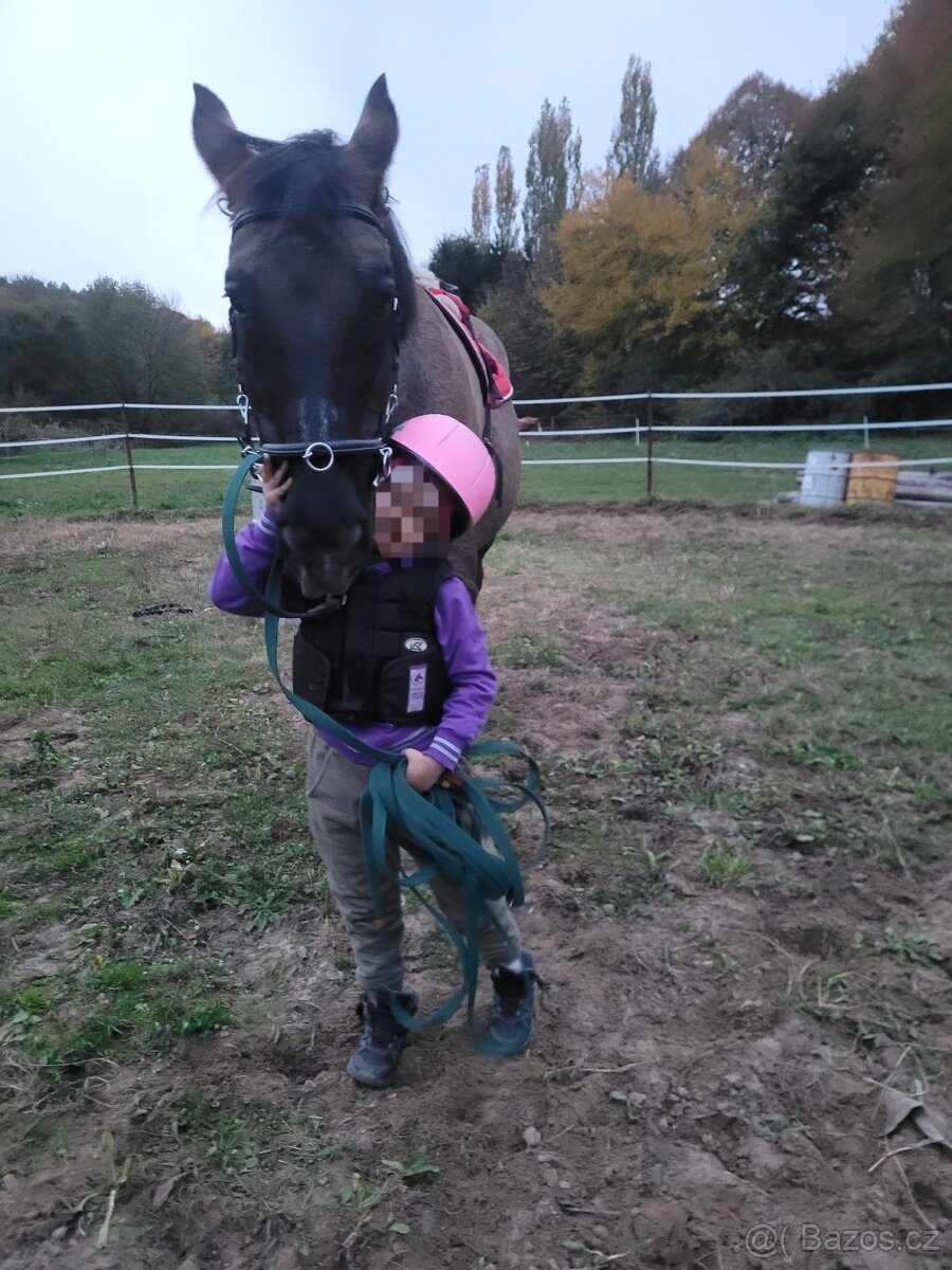 Predám charakterného valacha - 2