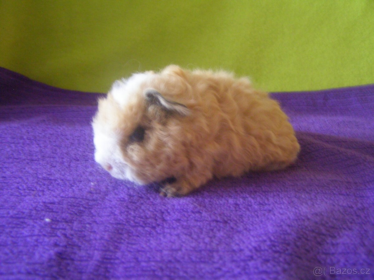 Morče,morčata Peruánec, Lunkarya z registrované Chs - 2