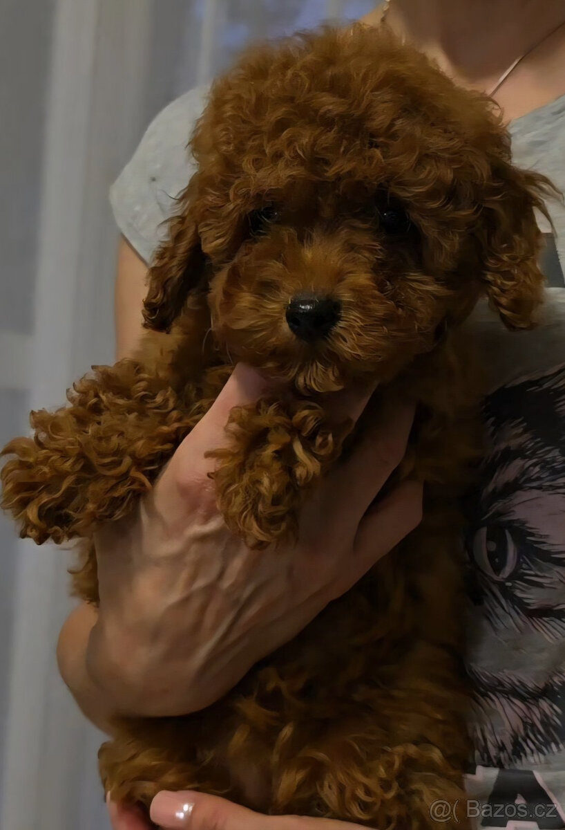 pudel 100% toy girl boy - 2