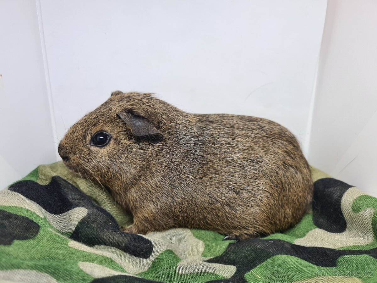 Morče, sameček věk 3 měsíce- již k odběru - 2