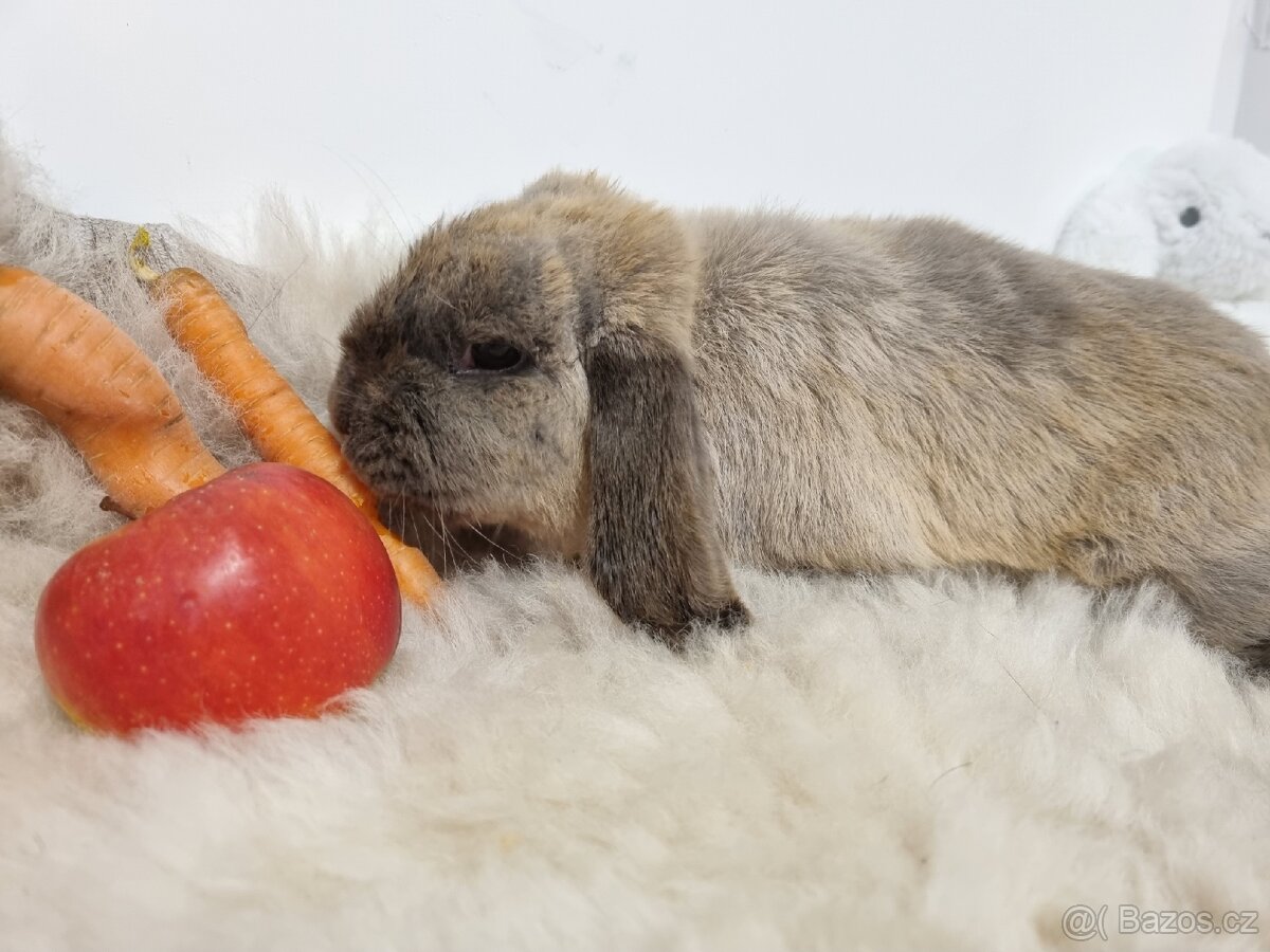 Zakrslý beránek kuní modrý - 2