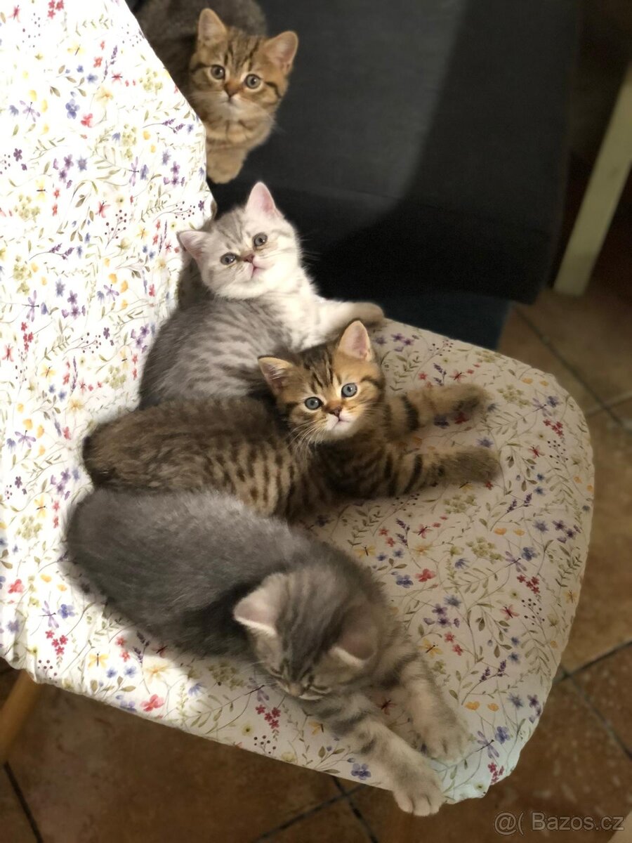 Britská koťátka s PP - 2