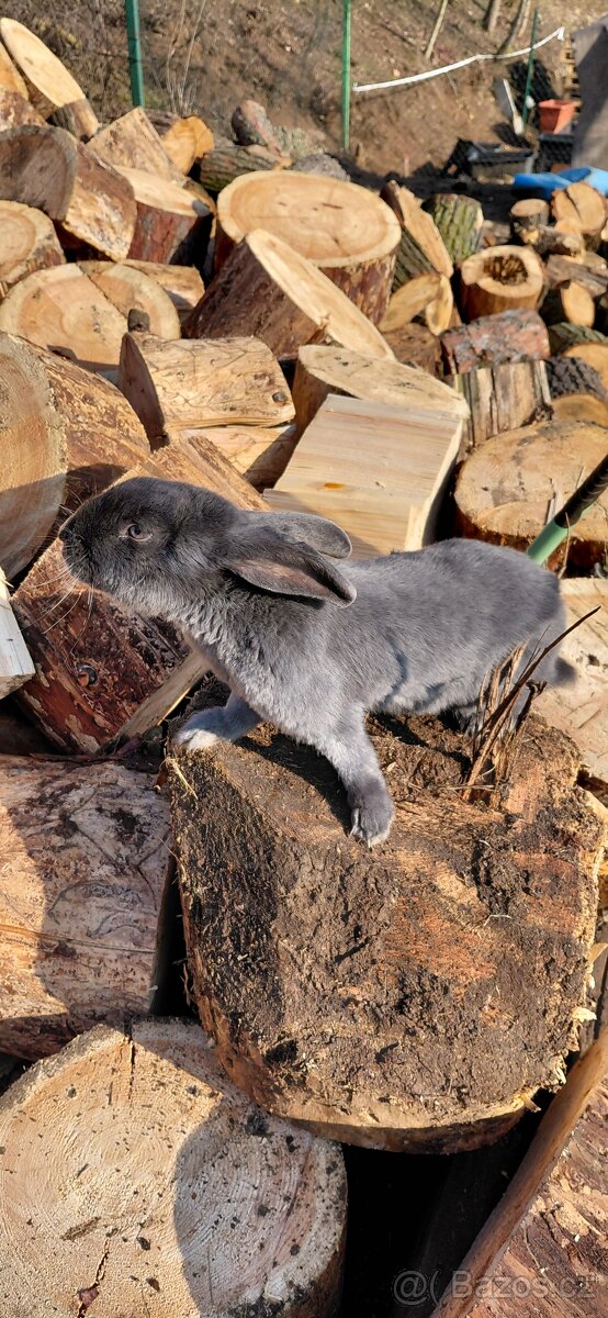 Samice králíka - 2