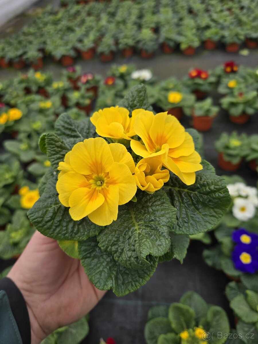 🌸 SAZENICE JARNÍCH KVĚTIN 🌸 - 2