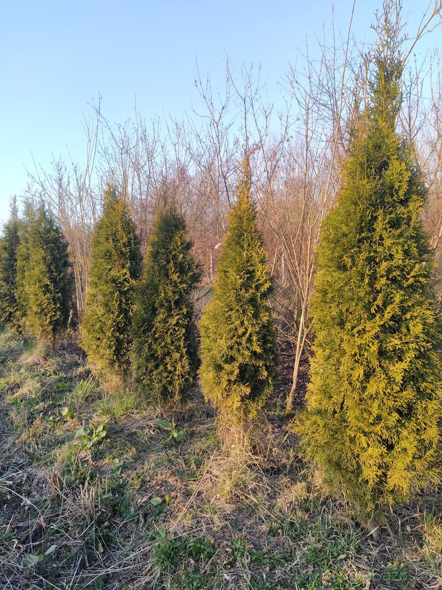 Túje Smaragd 160-180 cm - 2