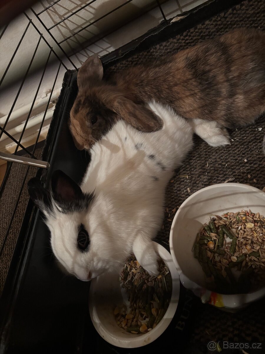 Zakrslý králík - 2