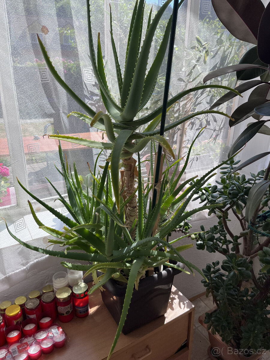 Vysoká aloe vera (cca 110cm) - 2