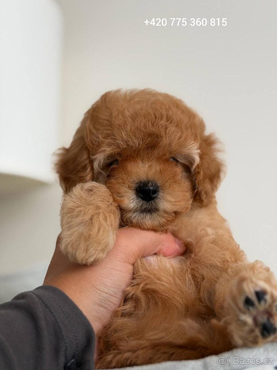 ❤️Krasna holčička Maltipoo - 2