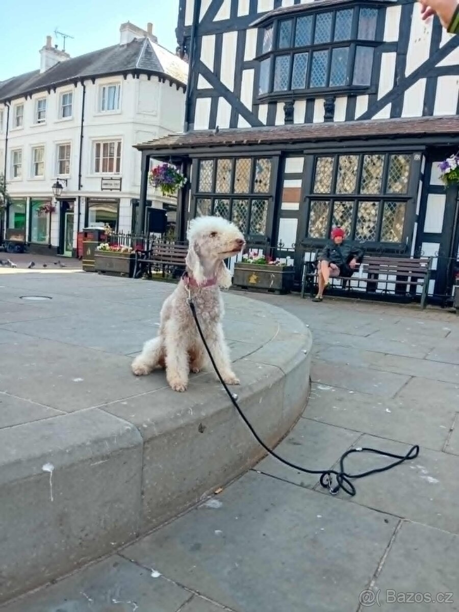 Bedlington terier, Mr.Blue je pejsek s PP - 2