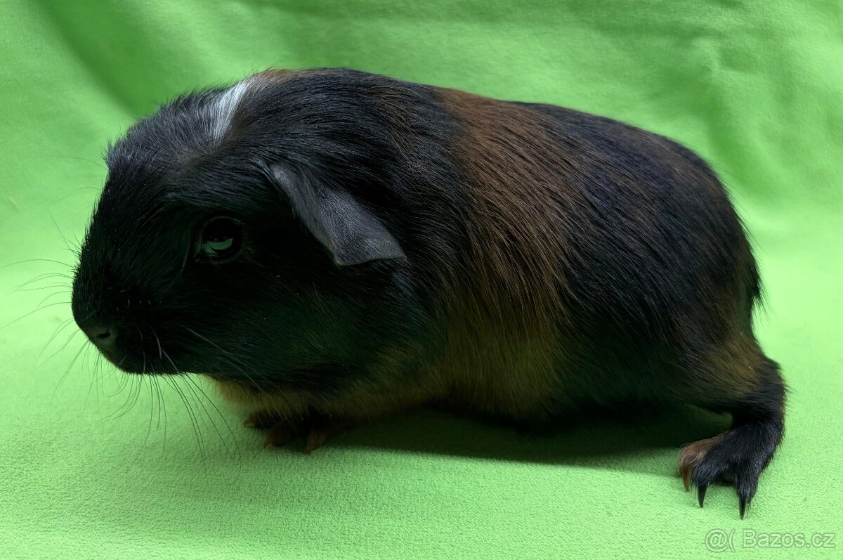 Krátkosrsté morče, morčátko, morčata - 2