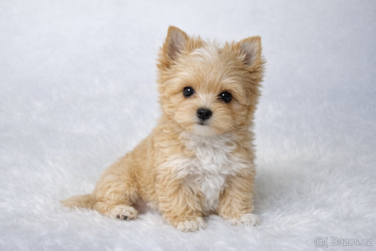 yorkshire terrier s PP - 2