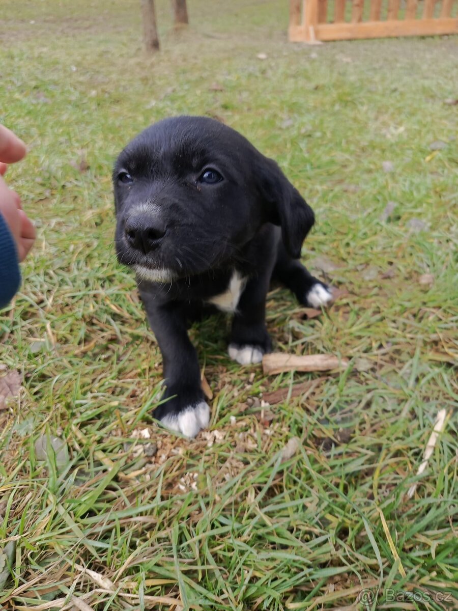 Štěňata Borador - 2