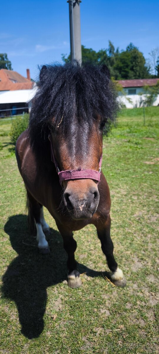 Prodám pony - 2
