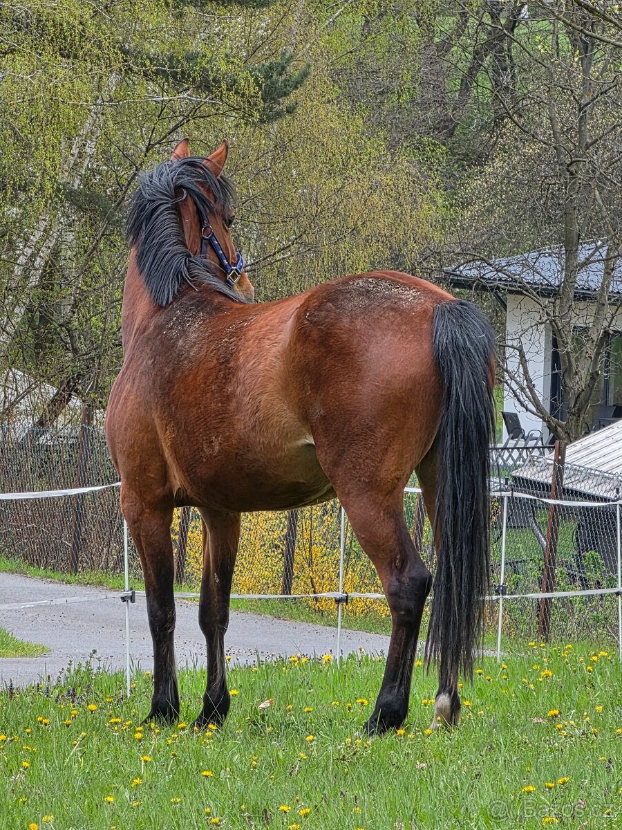 Klisna po ČSP Olly - 2
