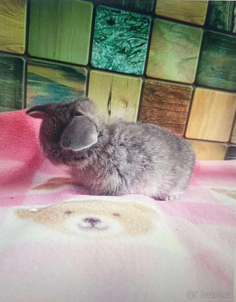 Zakrslý beran divoce modrý (perlový) - 2