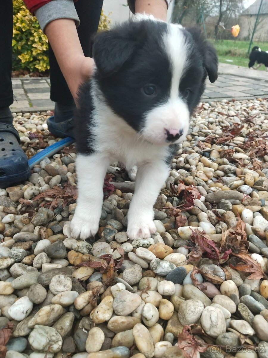 Border kolie dlouhosrstá - 2