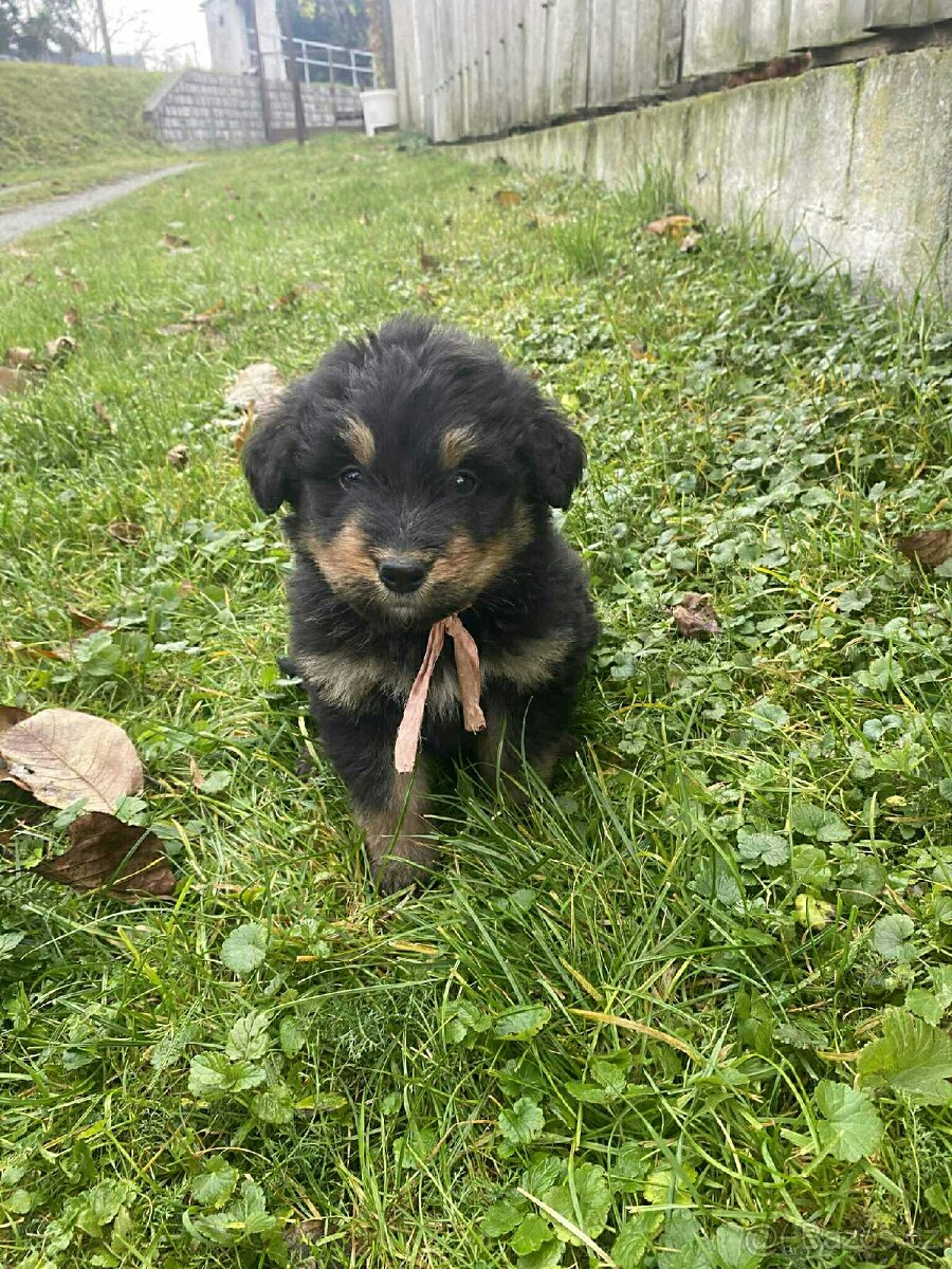 Border kolie X neznámí - 2