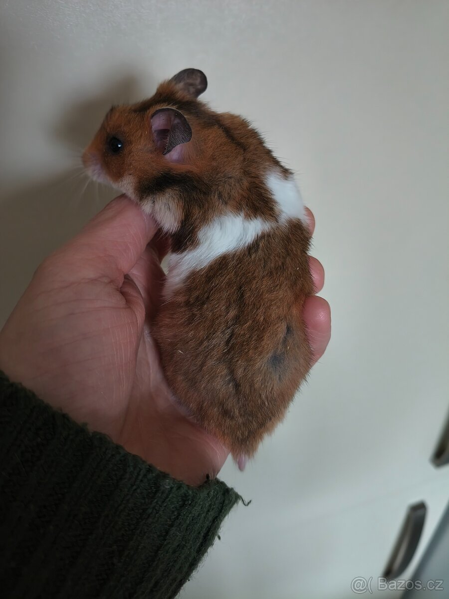 Křeček syrský - 2